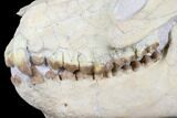 Fossil Oreodont (Merycoidodon) Skull - Wyoming #176385-3